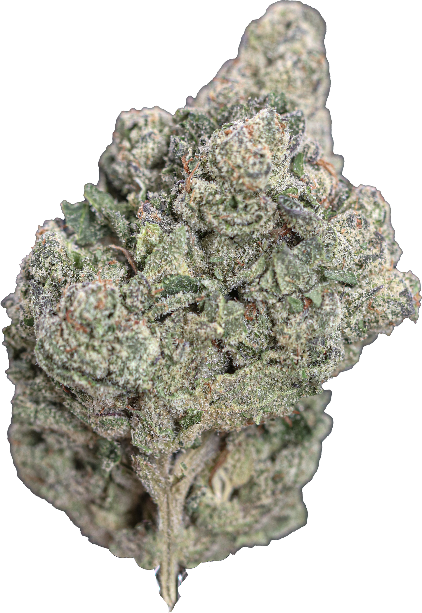 Gelato Runtz