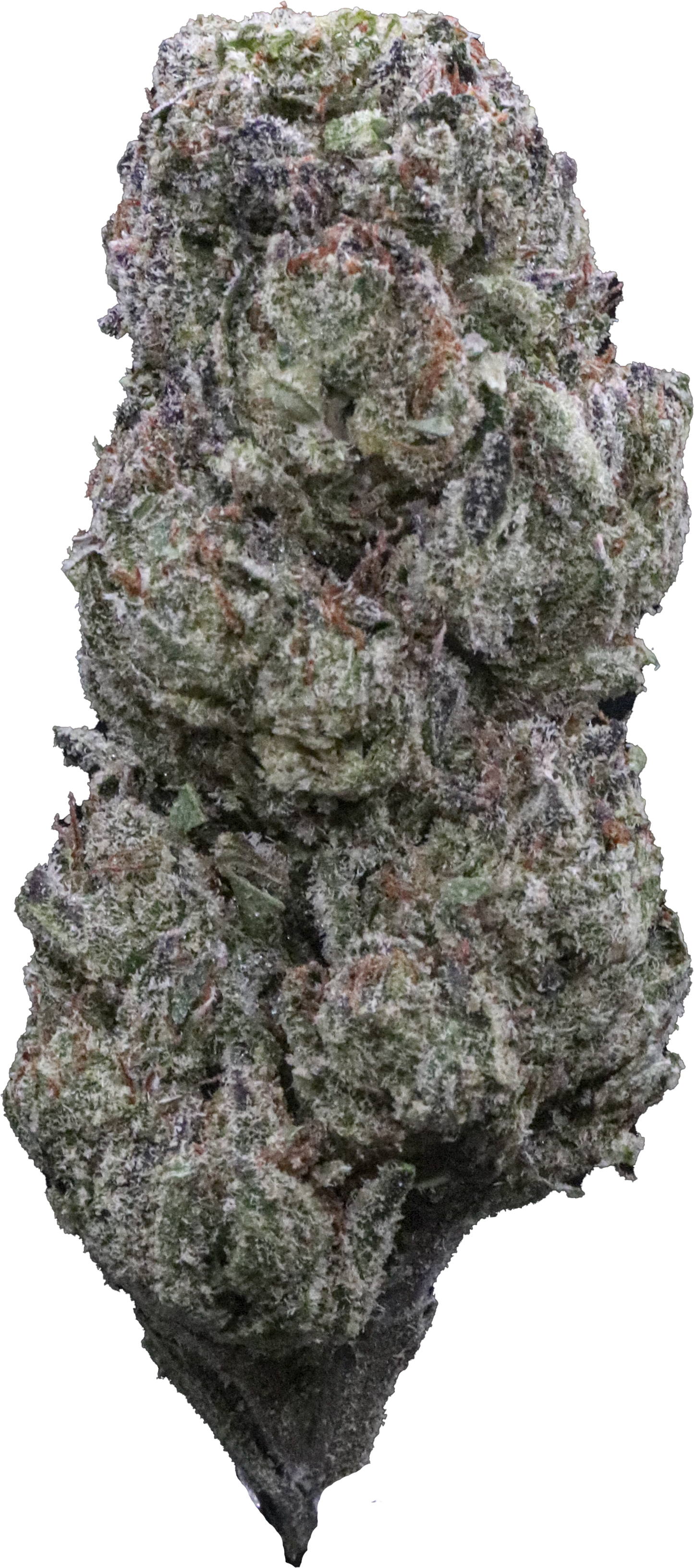 Cherry Nova