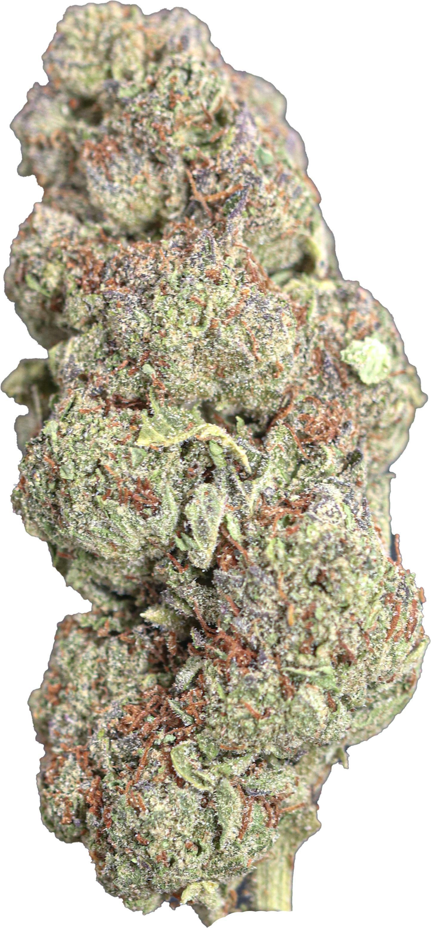 Marmalade Gelato