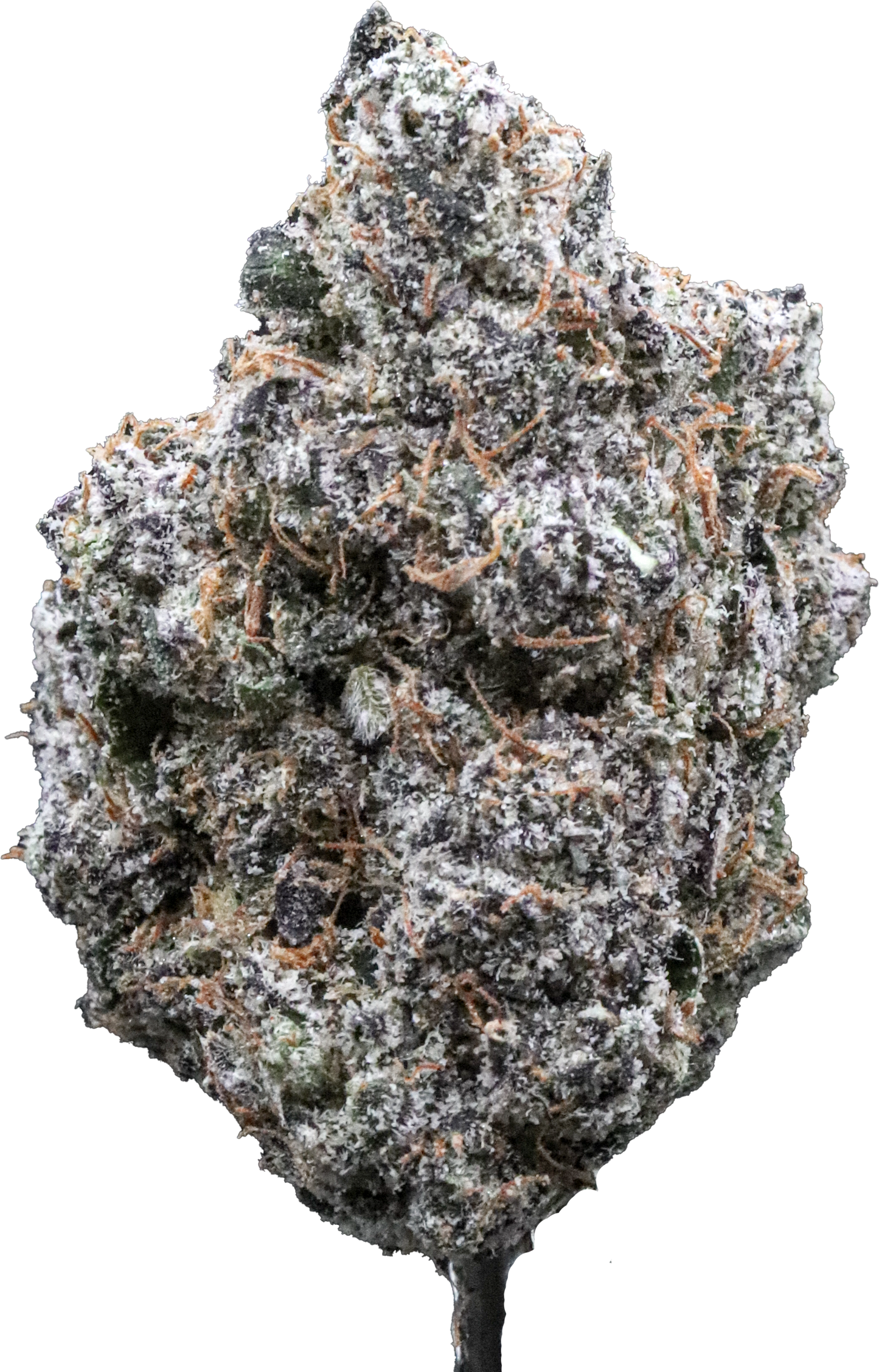 Jaw Breaker Gelato