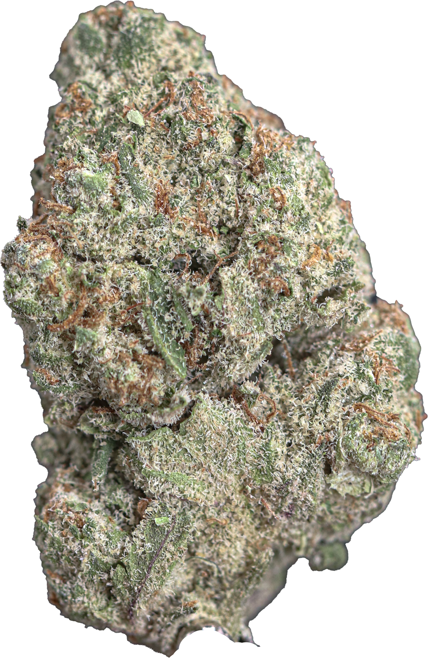 Black Truffle