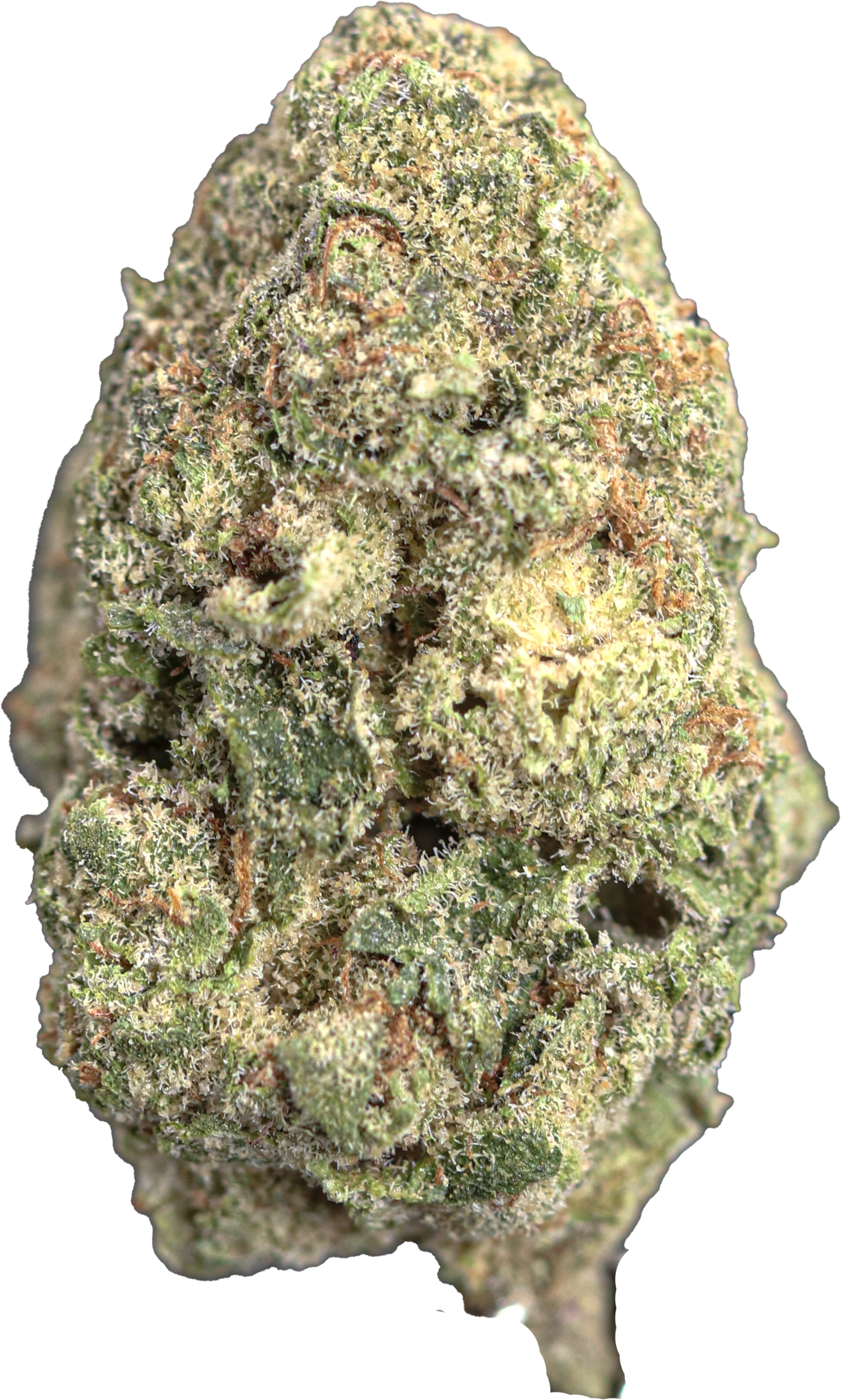 Cherry Nova