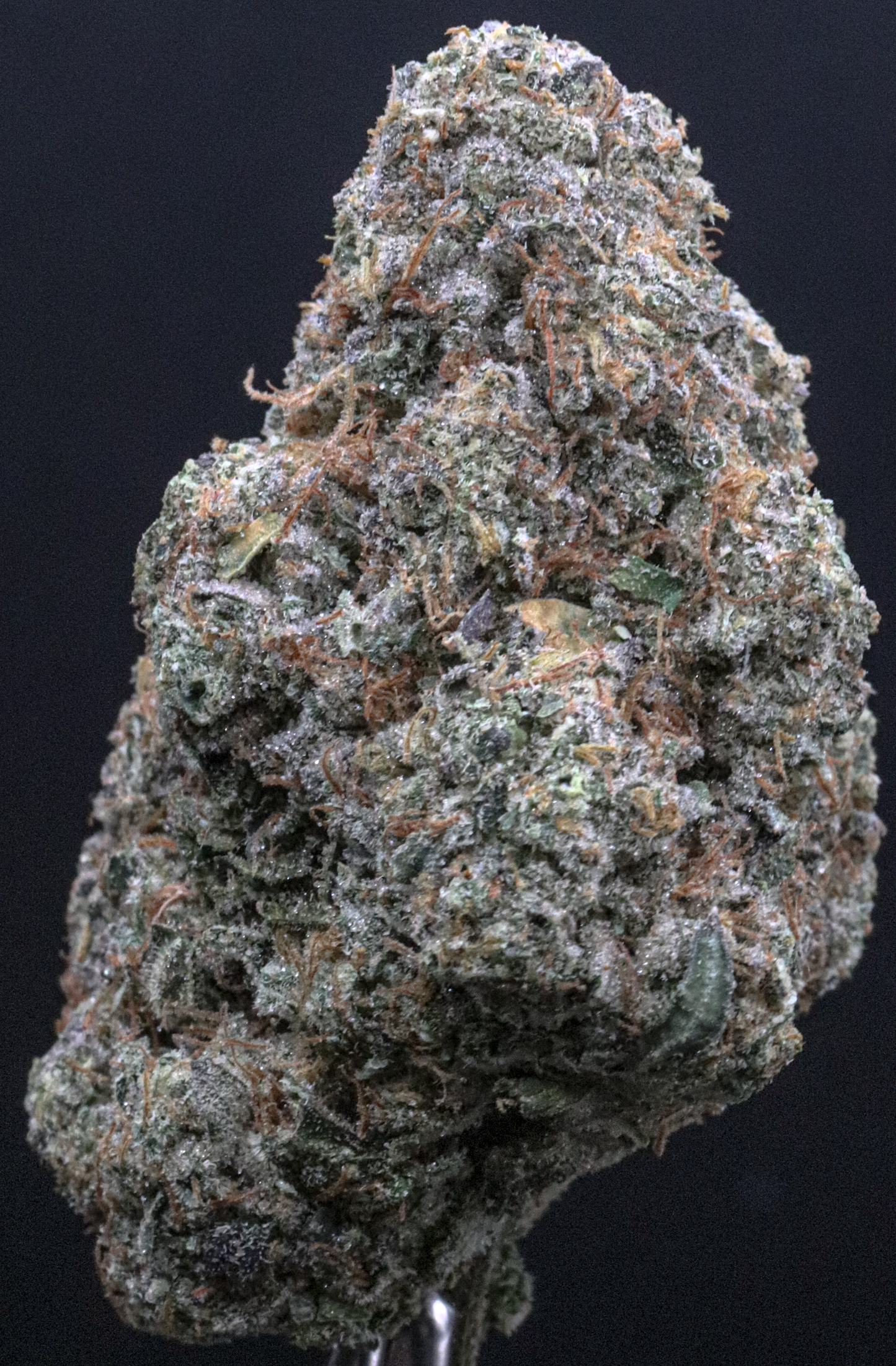 Gotti Bltze