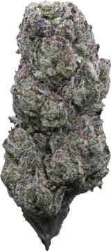 Cherry Nova