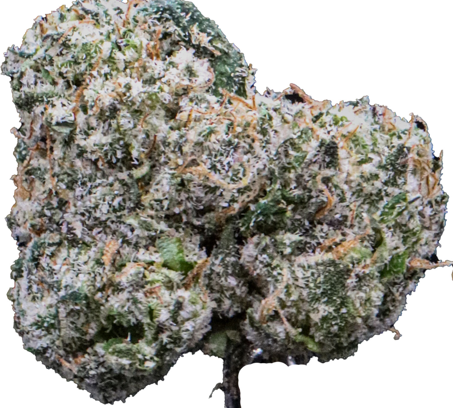 Blue Starburst
