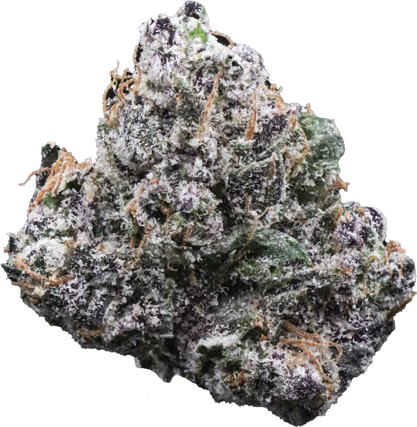 Jaw Breaker Gelato M