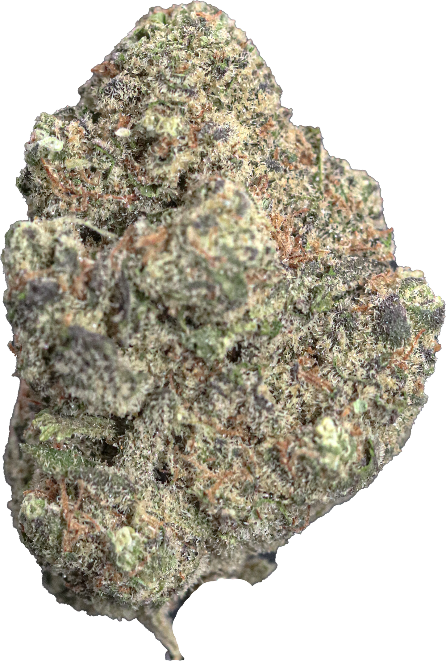 Space Gelato