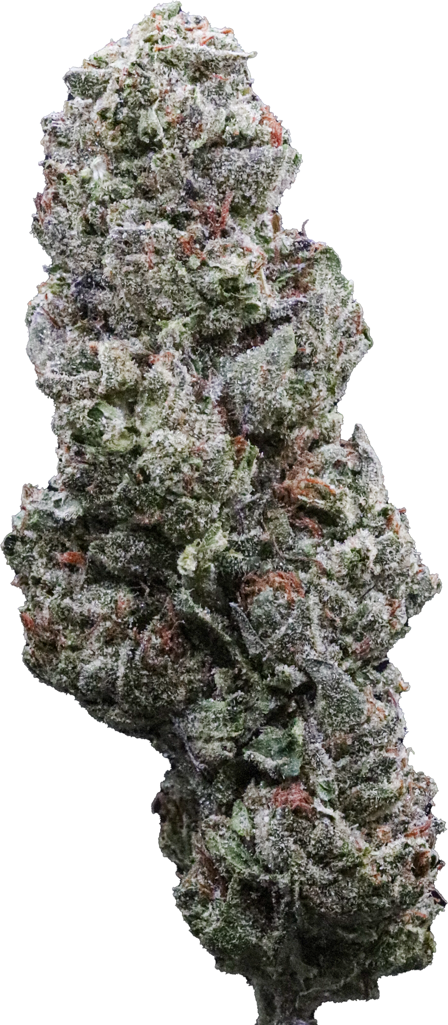 Double Gelato