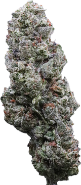 Double Gelato