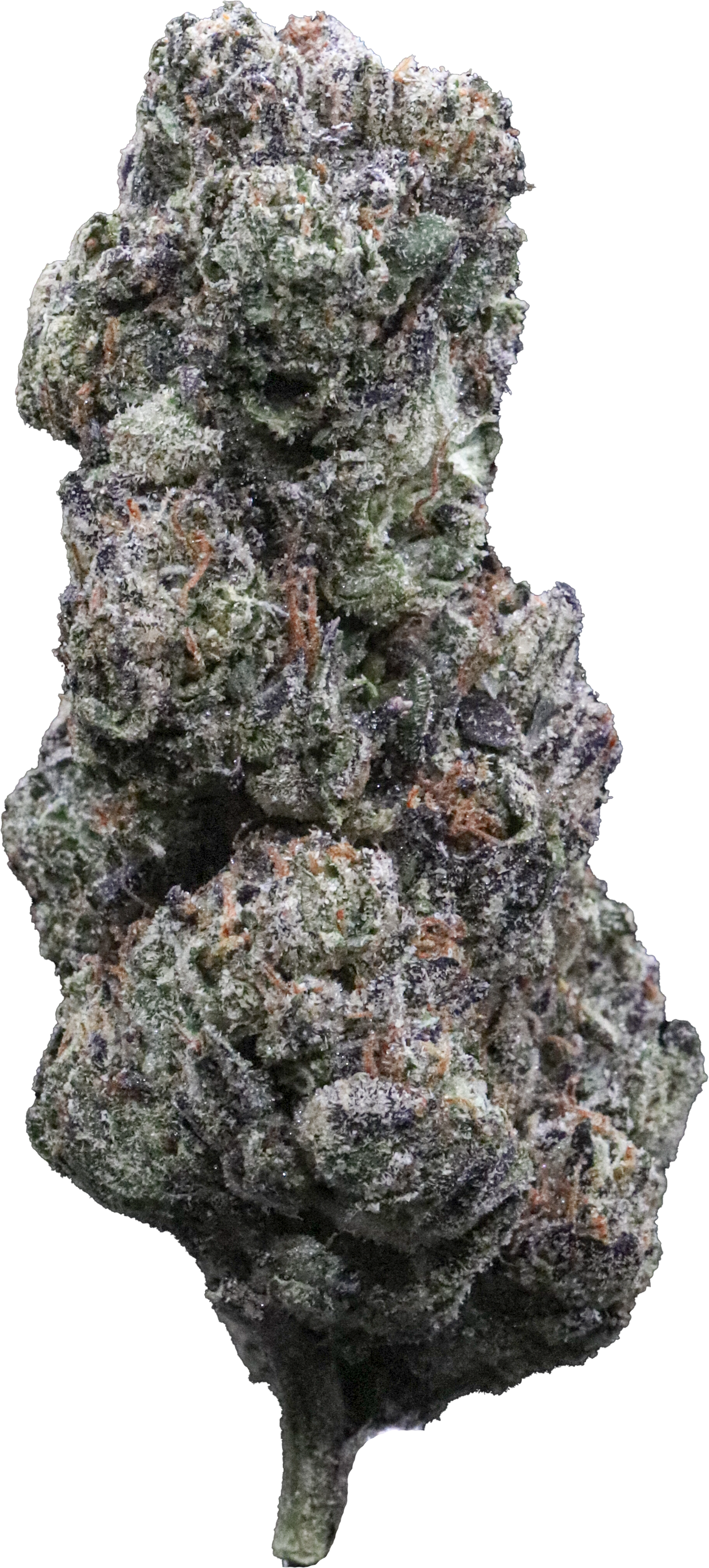 Purple Cream #1